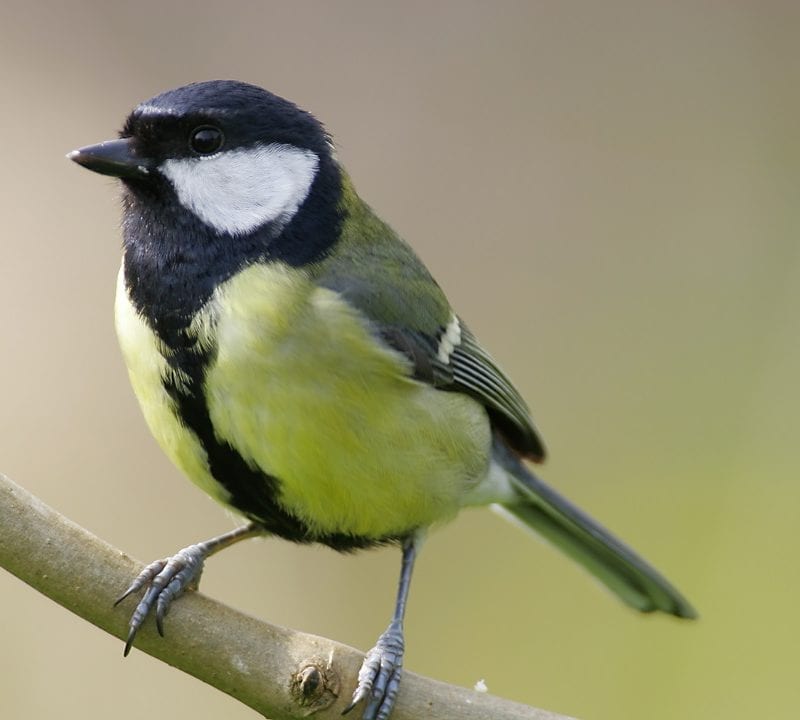 great-tit-perched-on-branch