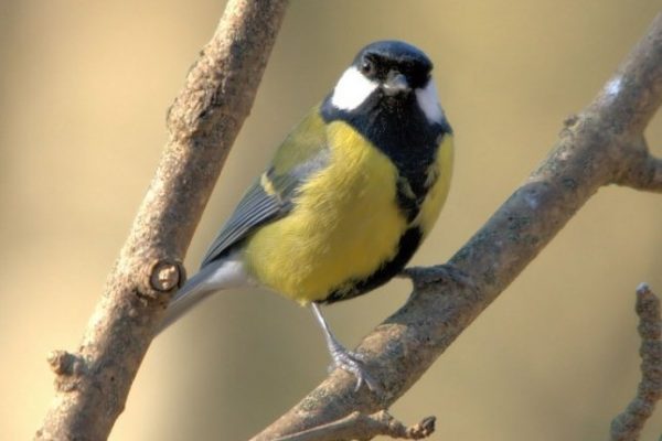 great-tit-perched-on-branch