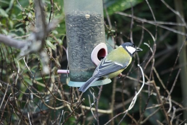 great-tit-on-feeder-showing-back-plumage