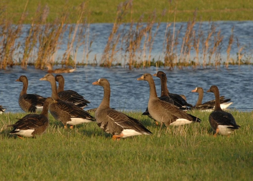 numerous-great-white-fronted-geese-grazing-next-to-water