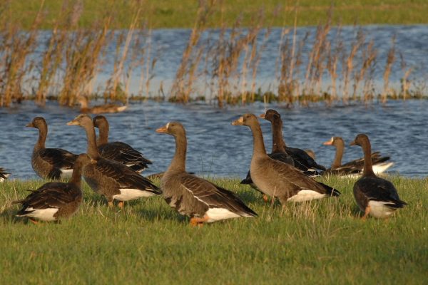 numerous-great-white-fronted-geese-grazing-next-to-water