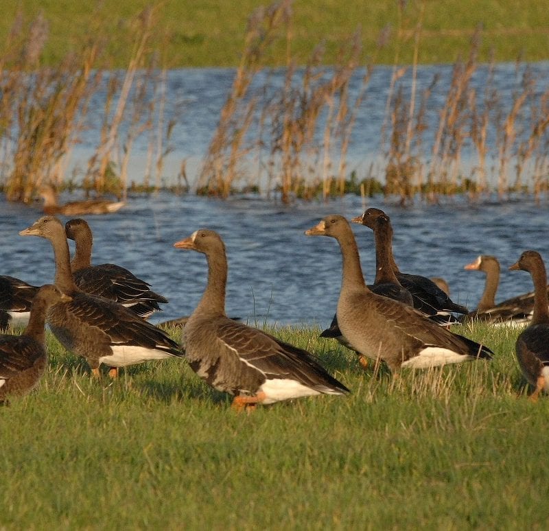 numerous-great-white-fronted-geese-grazing-next-to-water