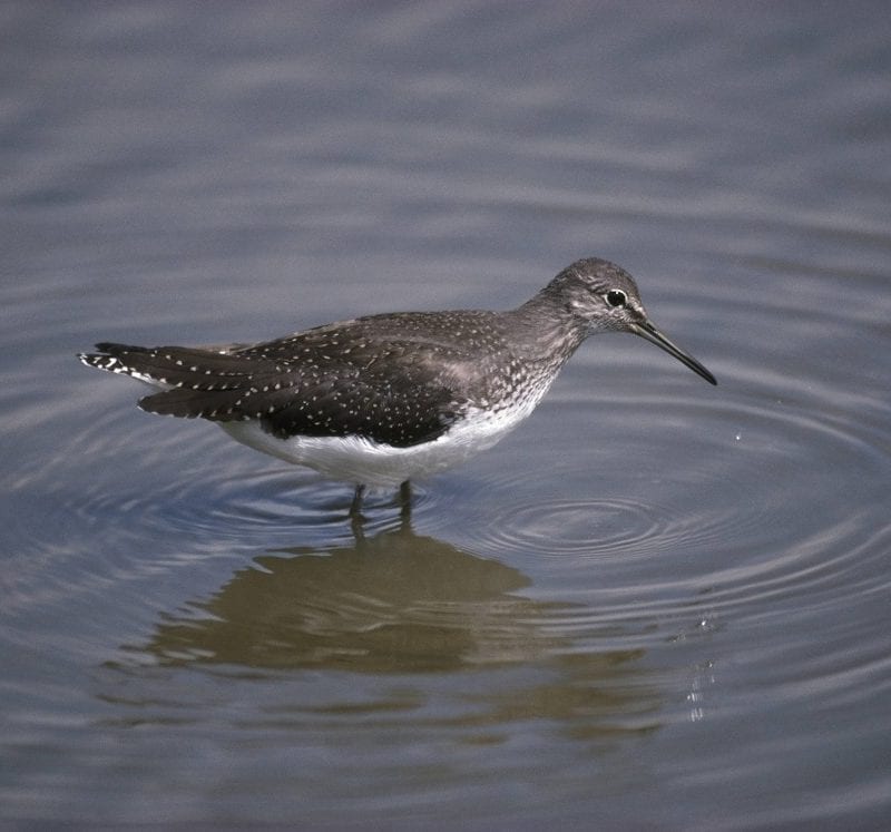 green-sandpiper-wading-through-water