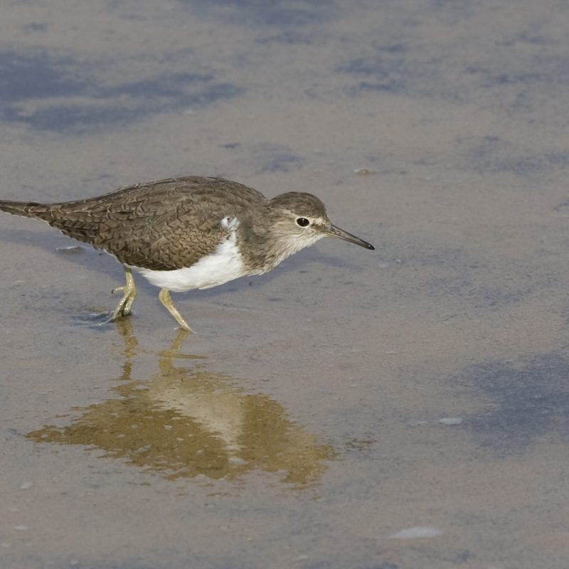 green-sandpiper-foraging-in-shallow-water