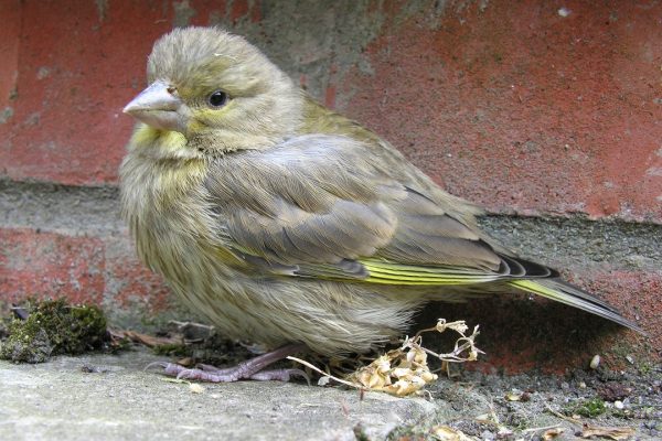 greenfinch-juvenile-male-on-ground