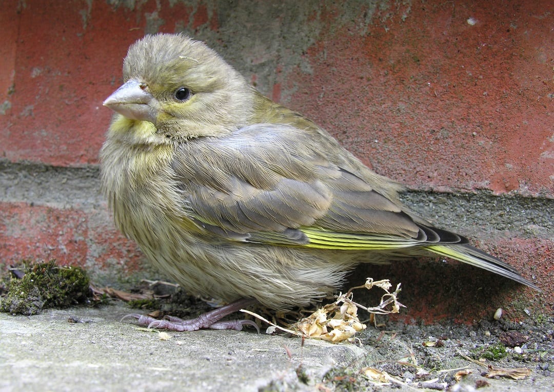 greenfinch-juvenile-male-on-ground