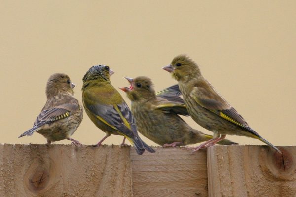 greenfinch-parent-and-juveniles-on-wooden-fence