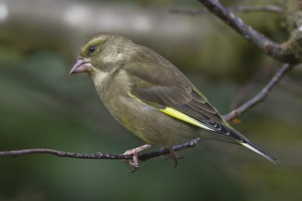 greenfinch-perched-on-twig