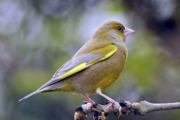 greenfinch-perched-on-ash-branch