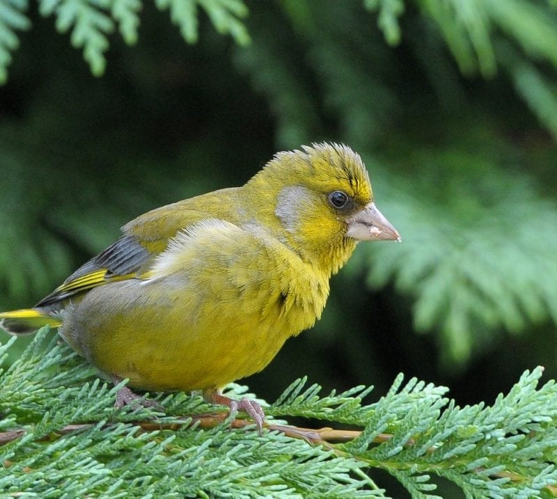 greenfinch-perched-on-leylandii-branch