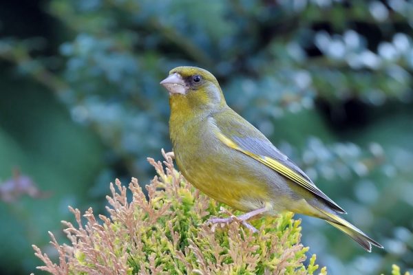 greenfinch-male-showing-yellow-emargination-on-wing