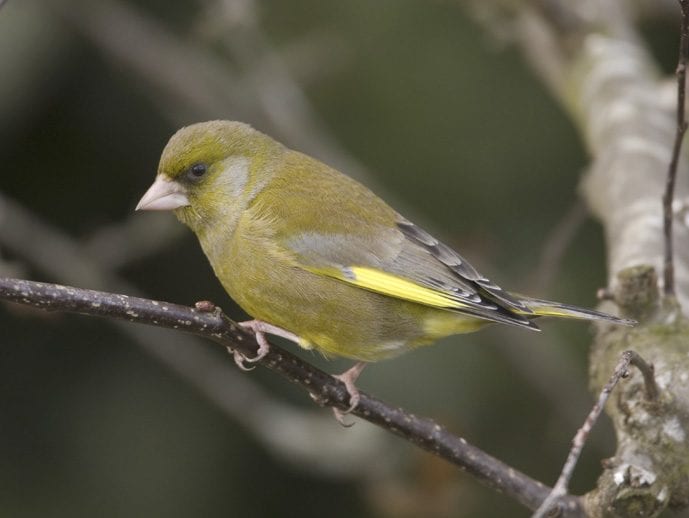 greenfinch-perched-on-branch-looking-towards-ground