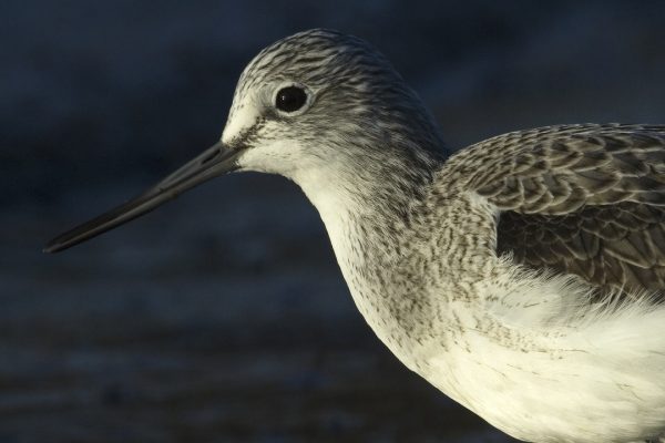 greenshank-close-up-of-mottled-grey-upperside-and-white-breast