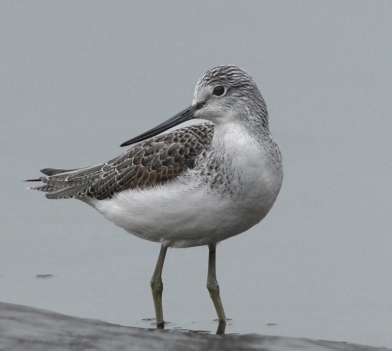 greenshank-wading-in-shallow-water