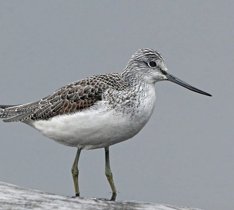 greenshank-side-profile-water-background