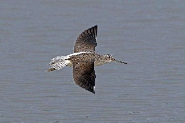 greenshank-in-flight-showing-brown-wings-and-white-tail