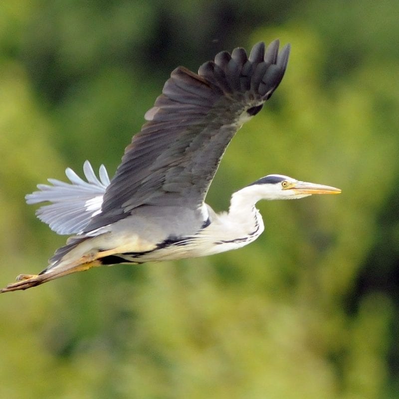 grey-heron-in-flight-green-trees-background