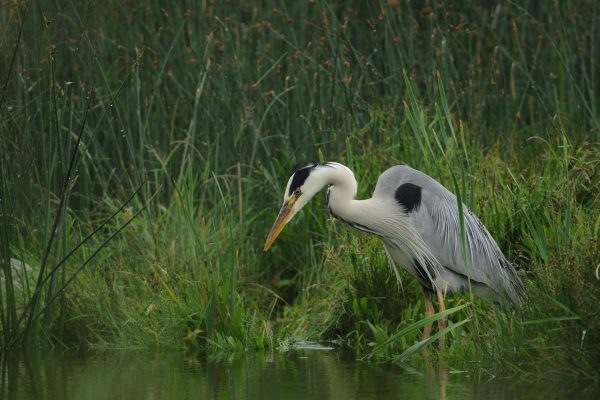grey-heron-hunting-at-waters-edge
