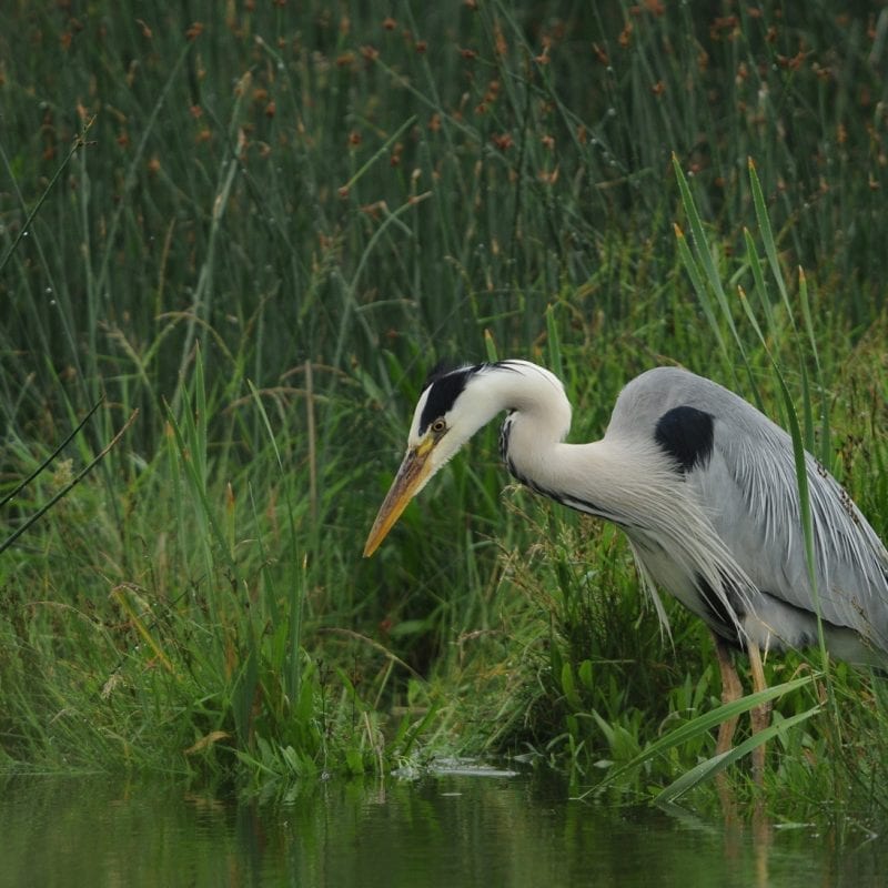 grey-heron-hunting-at-waters-edge