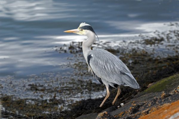 grey-heron-at-seahore