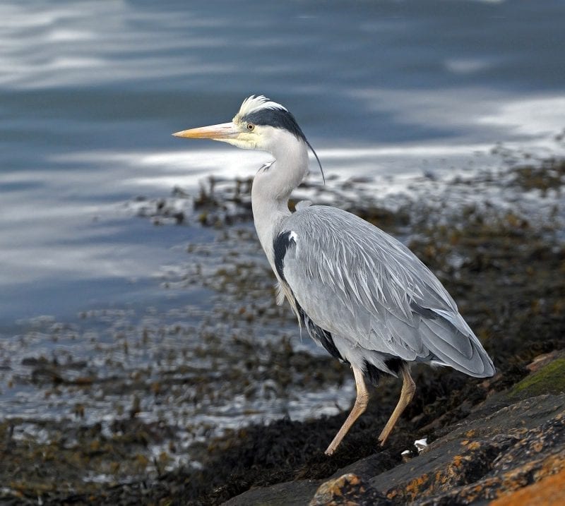 grey-heron-at-seahore