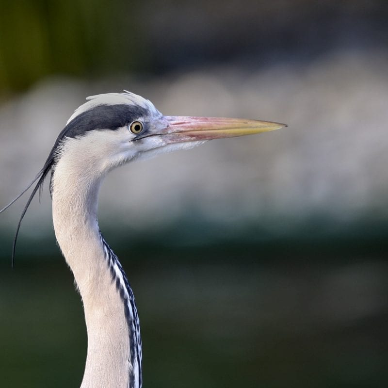 grey-heron-close-up-side-profile-of-head