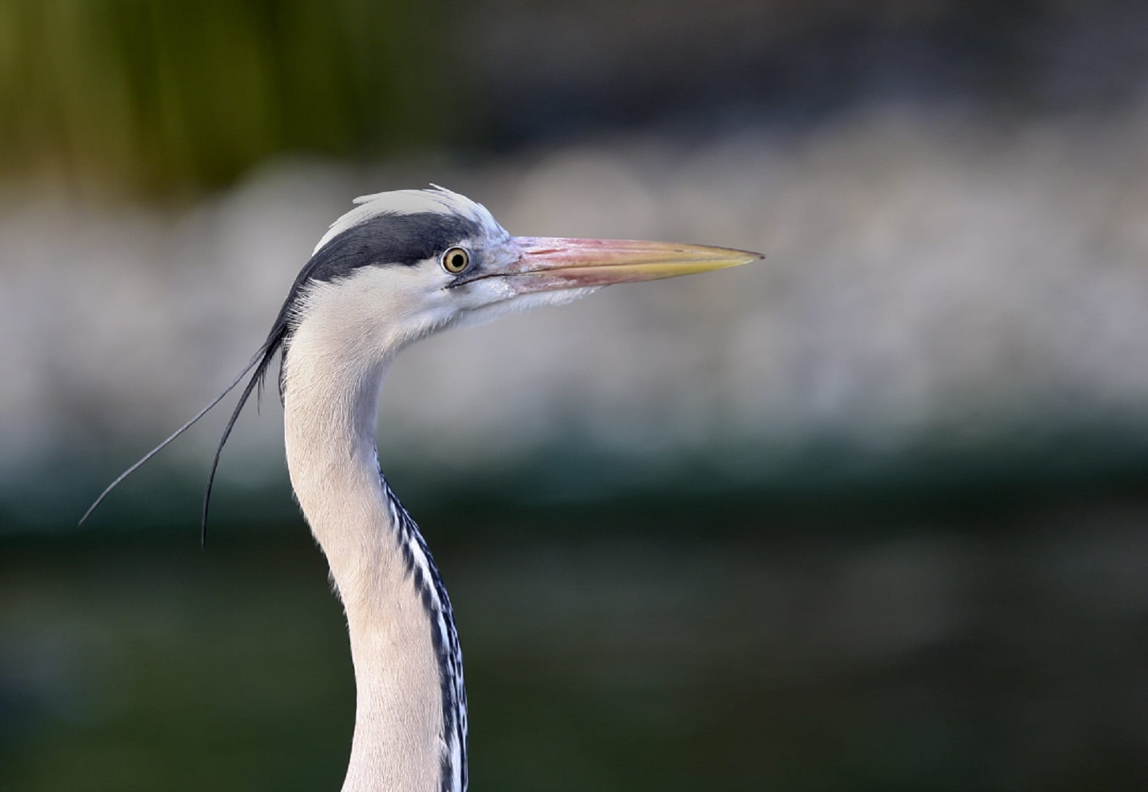 grey-heron-close-up-side-profile-of-head