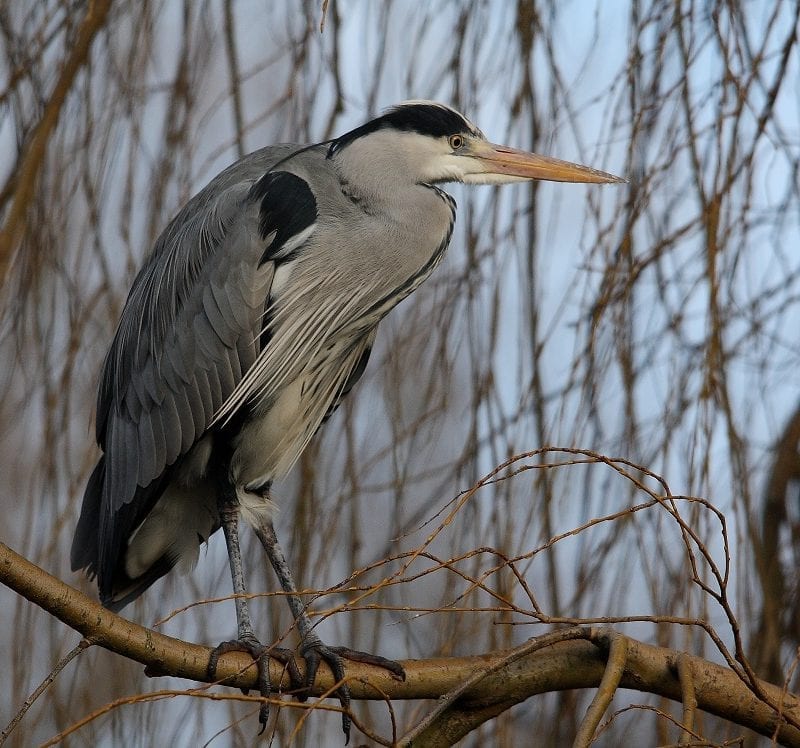 grey-heron-standing-on-branch