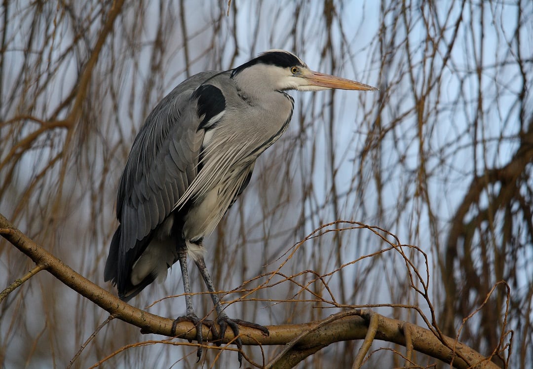 grey-heron-standing-on-branch
