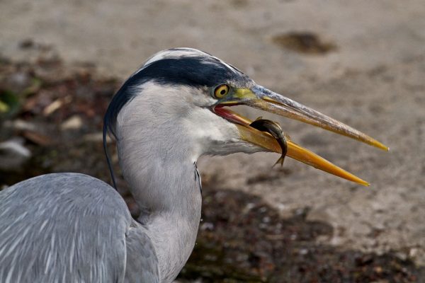 grey-heron-close-up-with-fish-prey-in-beak