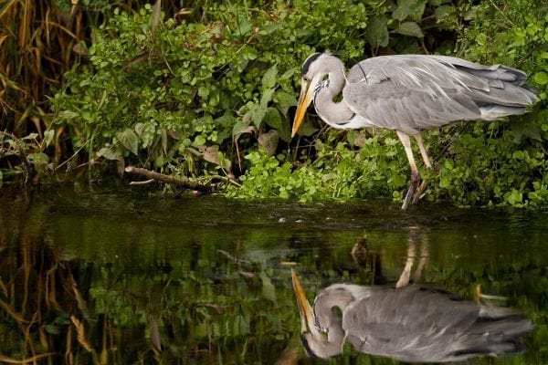 grey-heron-hunting-at-waters-edge