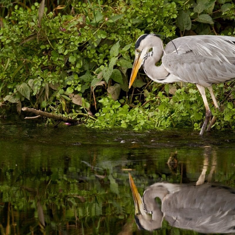 grey-heron-hunting-at-waters-edge