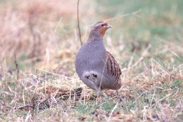 grey-partridge-standing-in-rough-grassland