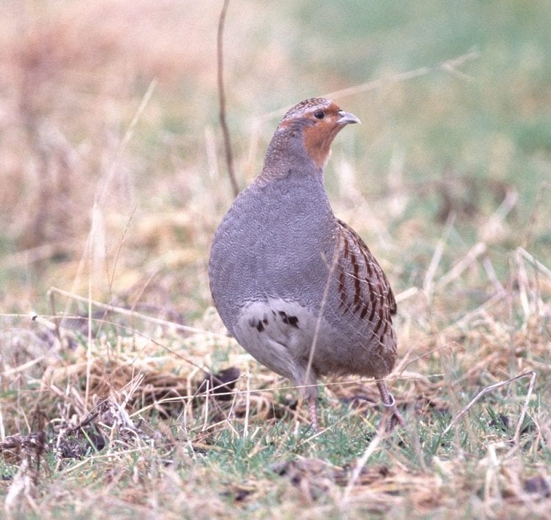 grey-partridge-standing-in-rough-grassland