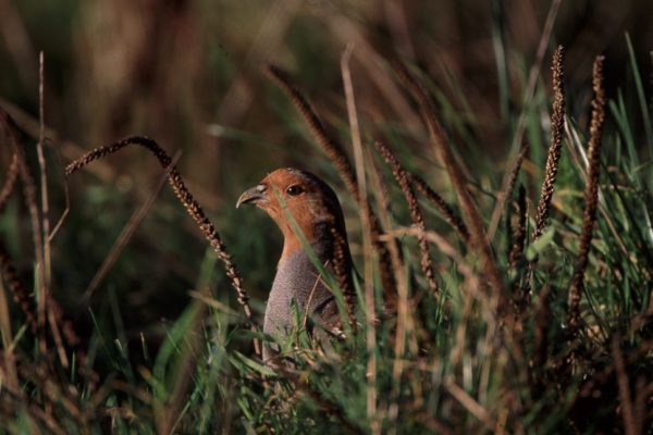 grey-partridge-hiding-amid-plantain