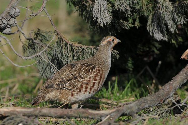 grey-partridge-foraging-under-leylandii-tree