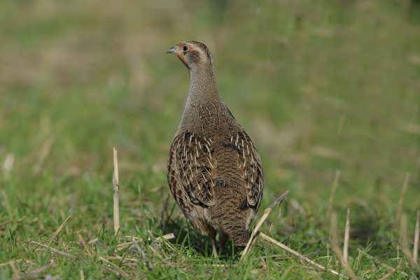 grey-partridge-showing-mottled-brown-and-black-plumage
