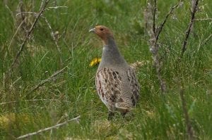 grey-partridge-standing-rough-grassland