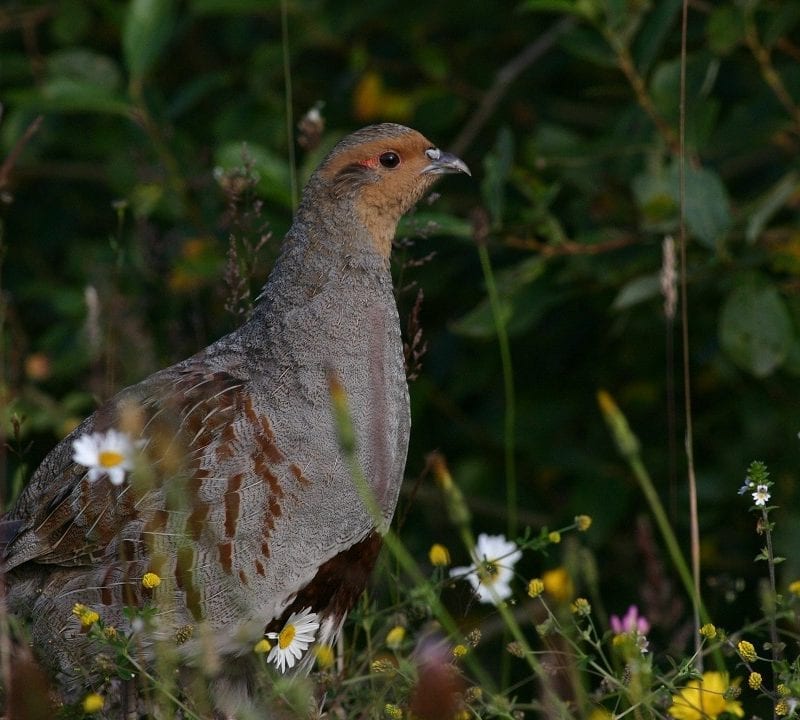 grey-partridge-in-wildflower-meadow