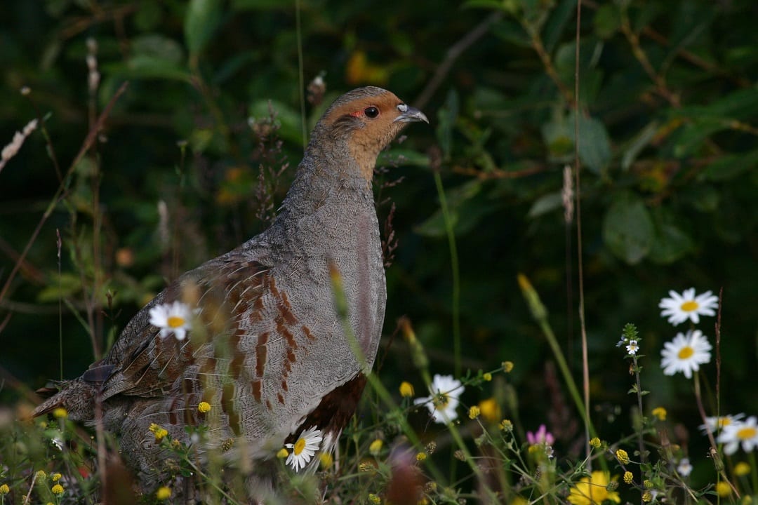 grey-partridge-in-wildflower-meadow