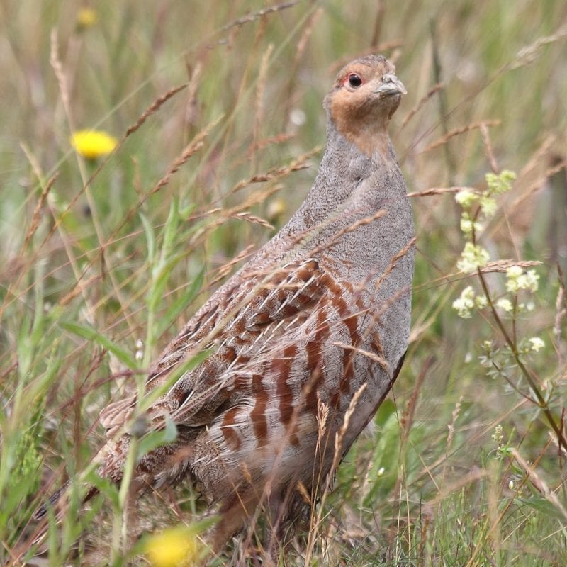 grey-partridge-standing-erect-in-wildflower-meadow