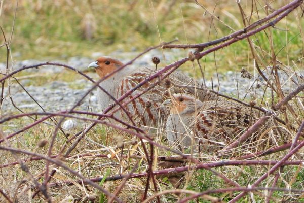 a-pair-of-grey-partridges-hiding-in-brambles