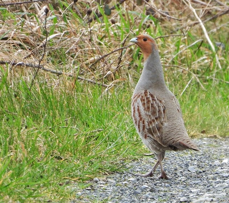 grey-partridge-walking-on-gravel-grassy-verge-background