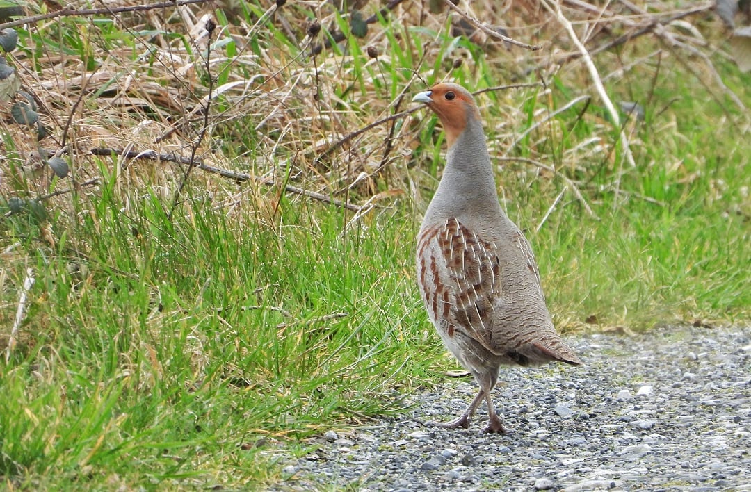 grey-partridge-walking-on-gravel-grassy-verge-background