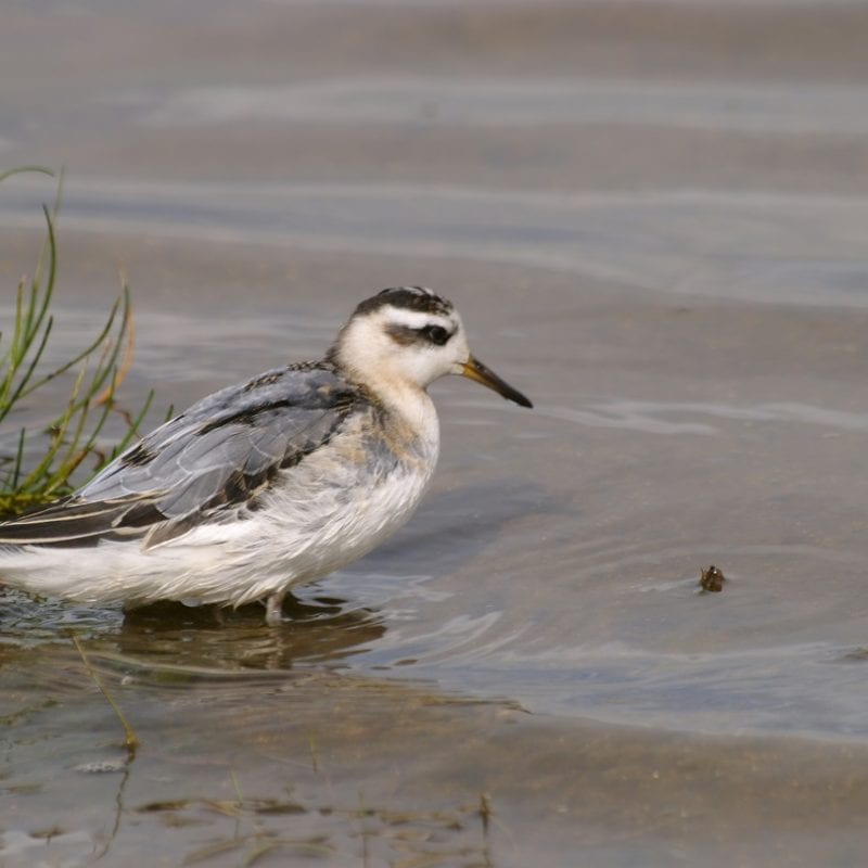 grey-phalarope-foraging-at-waters-edge