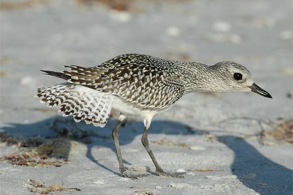 grey-plover-foraging-on-sandy-shore