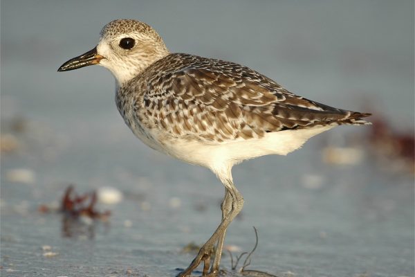 grey-plover-on-seashore