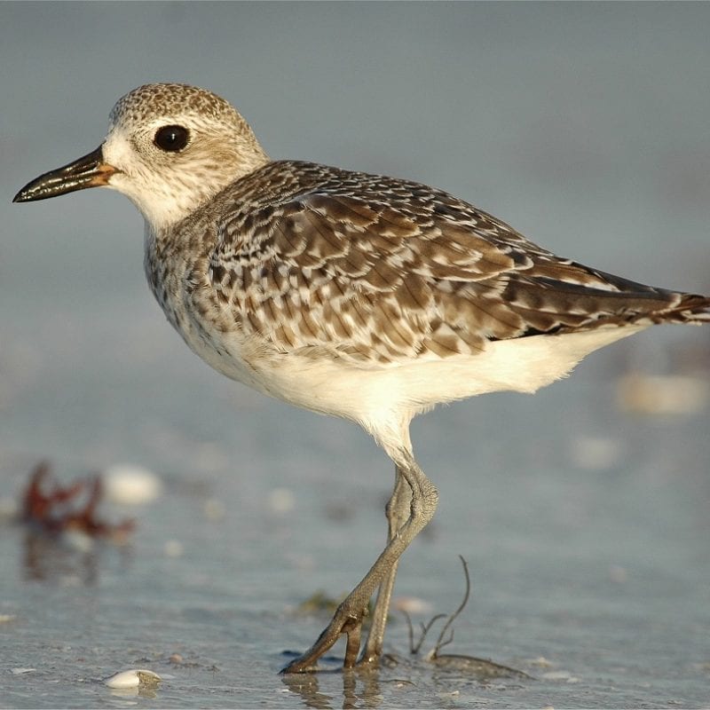 grey-plover-on-seashore