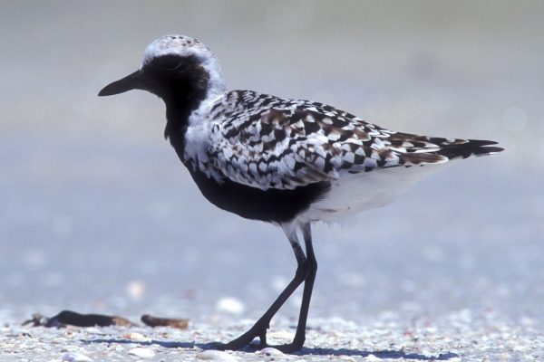 grey-plover-black-and-white-summer-plumage