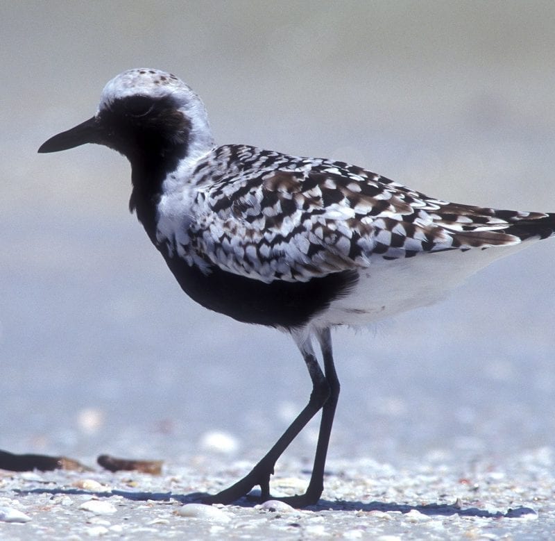 grey-plover-black-and-white-summer-plumage